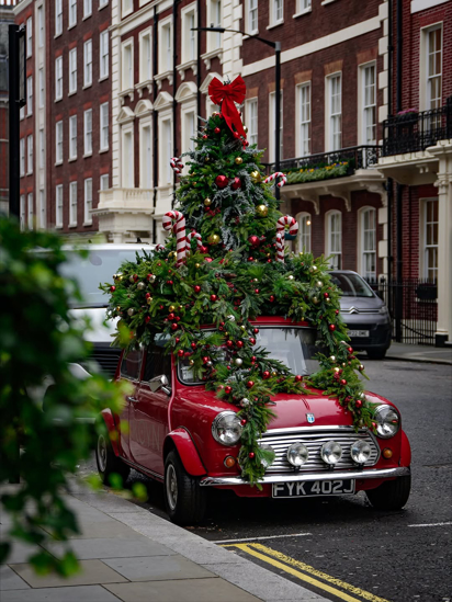تصویر از ریسه کاج 270 سانتی پرکار