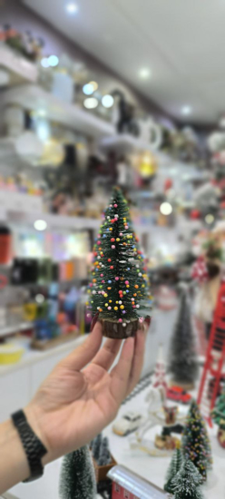 تصویر از کاج مینیاتوری پاستیلی 15 سانتی