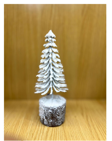 تصویر از کاج مینیاتوری اروپایی