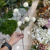 تصویر از شاخه میخک سوخته 5 گل