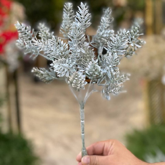 تصویر از بوته کاج برفی