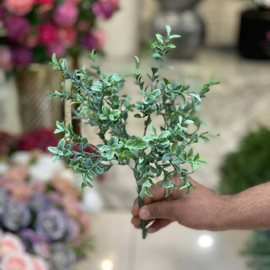 تصویر از بوته اناری برفی