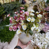 تصویر از بوته مینا سوخته پرگل